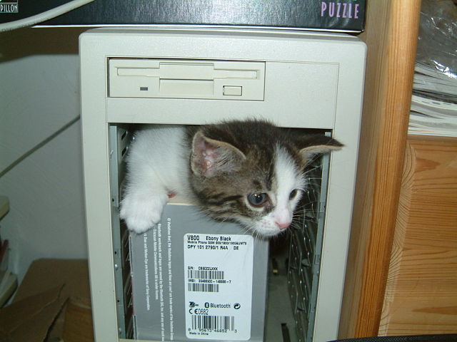 gattino in un computer